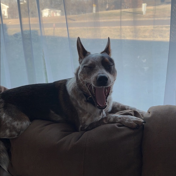 Meet your Posher, Morgan - Picture 1 of 1